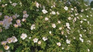 ПРИМЕТЫ ПЯТНИЦЫ. ЧТО НЕЛЬЗЯ ДЕЛАТЬ В ПЯТНИЦУ? НАРОДНЫЕ ПРИМЕТЫ И СУЕВЕРИЯ