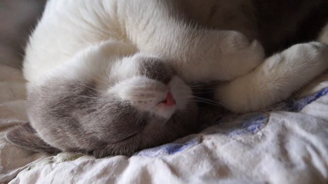 Маленькая кошечка спит