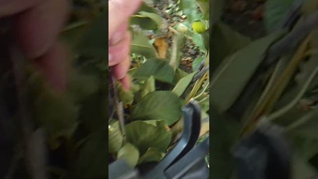 Измельчение2