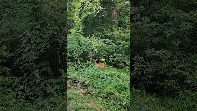 Медитация принятие и прощение своего тела. смотреть онлайн