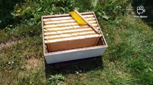 саскатраз и карниолан принесли мёда .