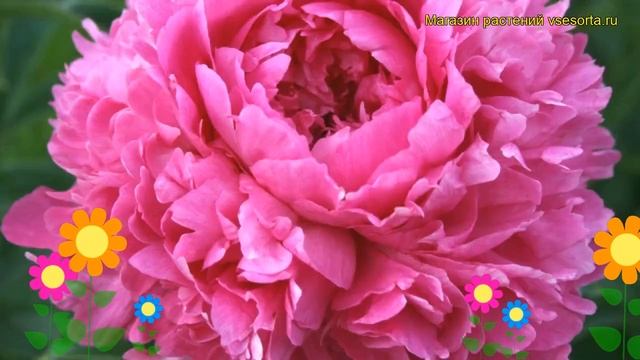 Пион видовой Рубра Плена. Краткий обзор, описание характеристик paeonia Rubra Plena