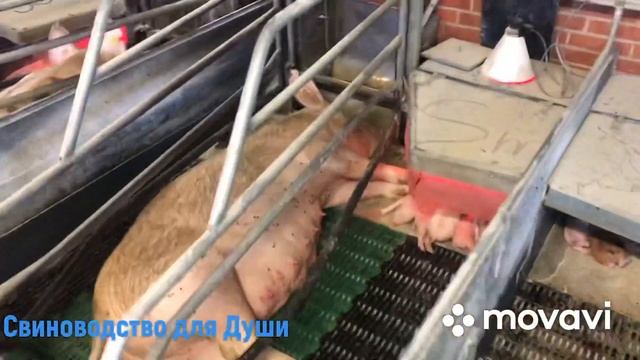 Отьём поросят в 21 день!Как мы это делаем/Зачем мы это делаем/