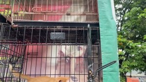 MODAL 100 RIBU MAKSAIN BELI KUCING DIPASAR HEWAN