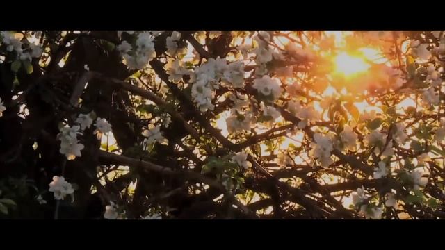The 12 Dancing Princesses (2023) - Teaser Trailer