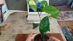 Прививка каламондина в расщеп на укоренненный мандарин