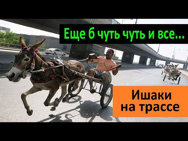 Еще б чуть чуть и все... Ишаки на трассе. Перевозчик РФ