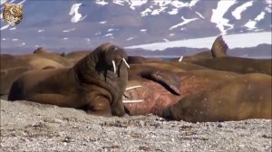 Животные Арктики. Познай мир. Т1