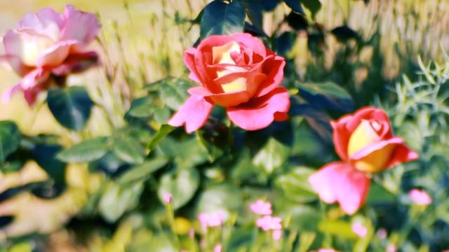 Роза кроненберг расцвела Весной | Футажи красивая природа [FullHD] смотреть онлайн