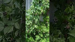 Ежемалина, как она у нас растет.?