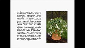 ЛОФОС