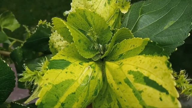 Acalypha wilkesiana,Copperleaf, Joseph's coat,Fire-dragan plant propagation,growth,fertilizer care смотреть онлайн