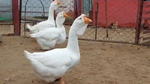 Гусаки холмогорской породы