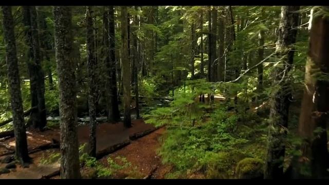 Алгоритм достижения цели Трансерфинг реальности Вадим Зеланд смотреть онлайн