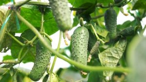 СРОЧНО ДАЙТЕ КРАХМАЛ ОГУРЦАМ! И Готовьте Мешки Для Сбора Урожая