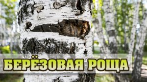 Березовая роща. Русская береза.