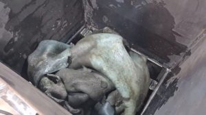 Измельчитель шкуры Шредер двухвальный ИШМ-220 дробим кожу ножи 50 мм КРС.mp4