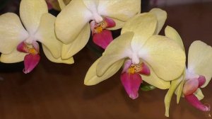 ?Мои солнечные орхидеи? . Цветение.? Часть коллекции желтых орхидей с названием.