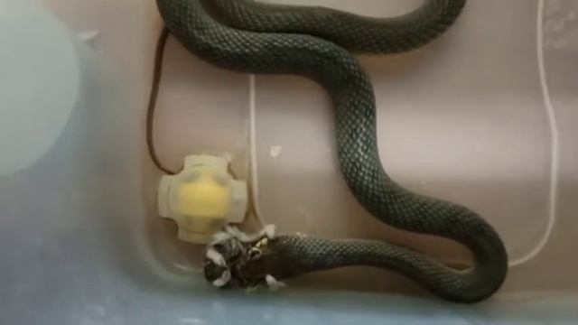 Каспийский полоз Оливка кушает. Бросок на добычу. Решение проблем с мешающими лапками КО. смотреть онлайн