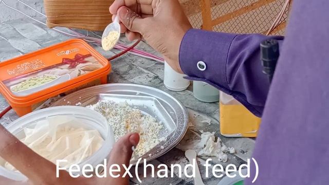 Finches & Java Egg Food | Java Information смотреть онлайн