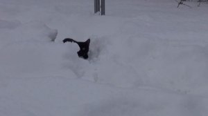 Черный котенок в шоке от белого снега - Меня не заметно?
