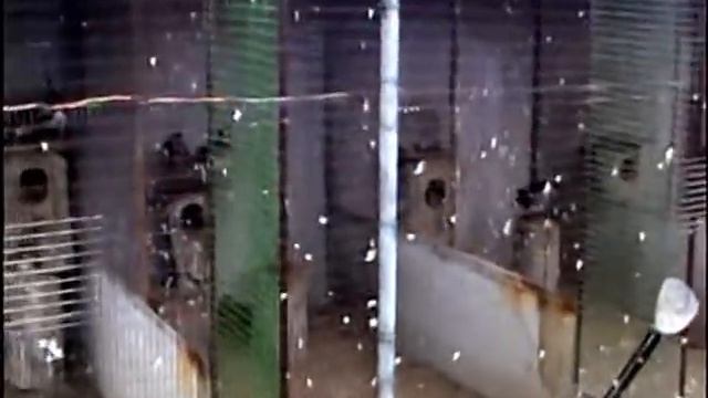 Вольеры для водоплавающих. Полежай Виталий смотреть онлайн