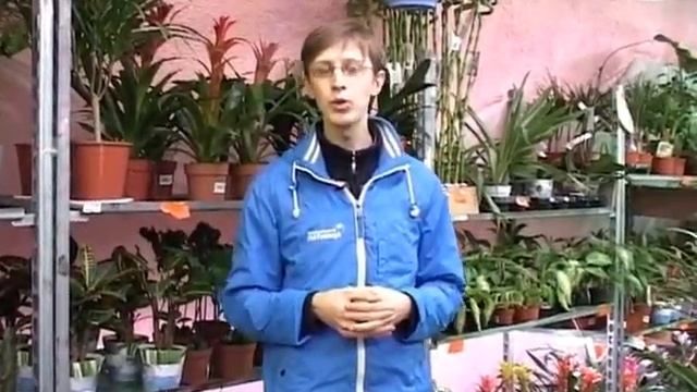 ДАЧНИКИ (выпуск 12) - летние сорта яблонь. Подробнее на www.5-nt.ru смотреть онлайн