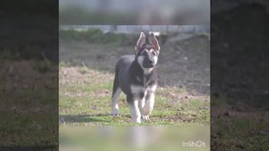 Как у овчарок поднимаются уши?