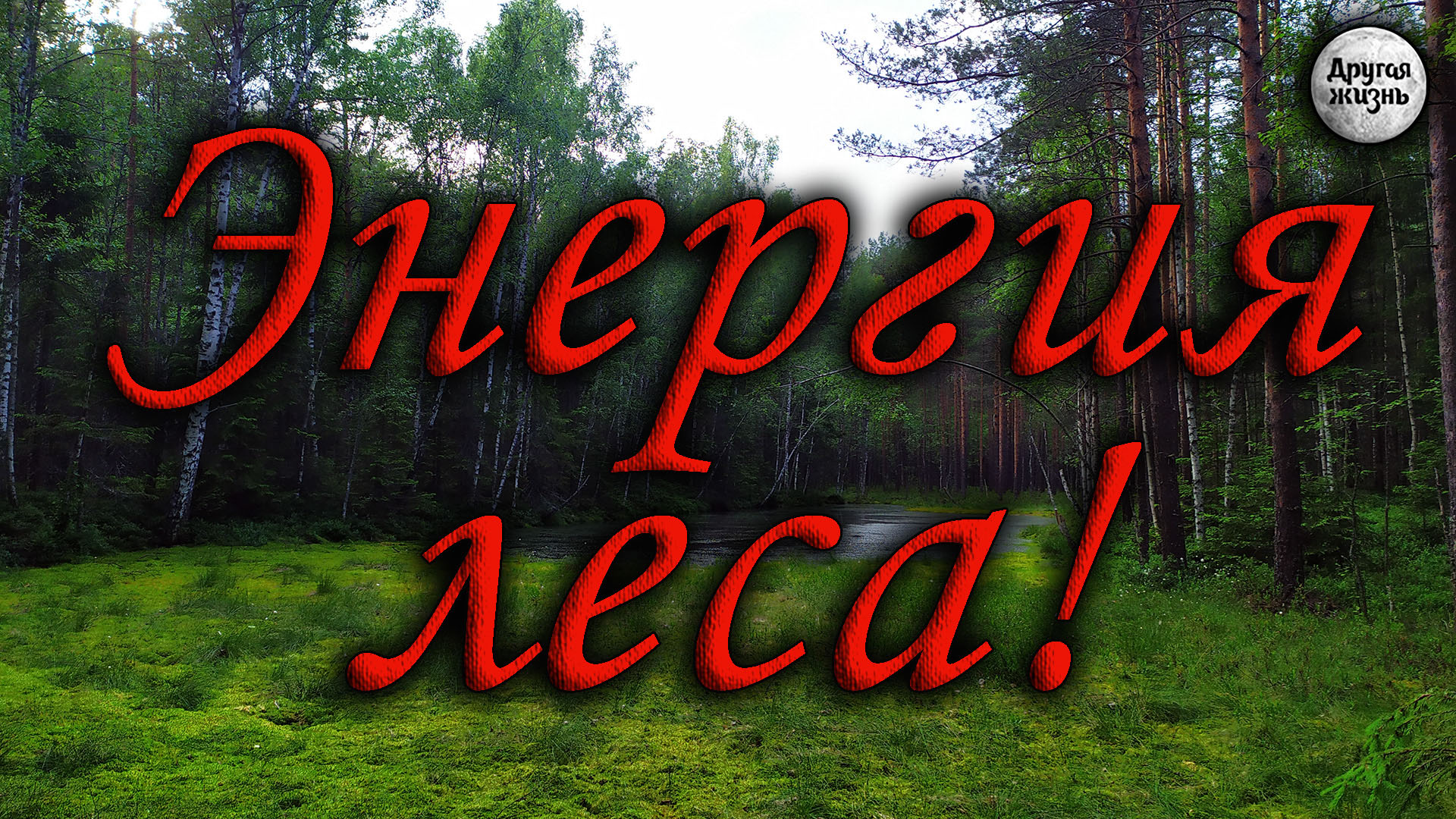 Energy forest. Энергия леса. Источники энергии леса. Лесной воздух. Восстановление энергии в лесу.