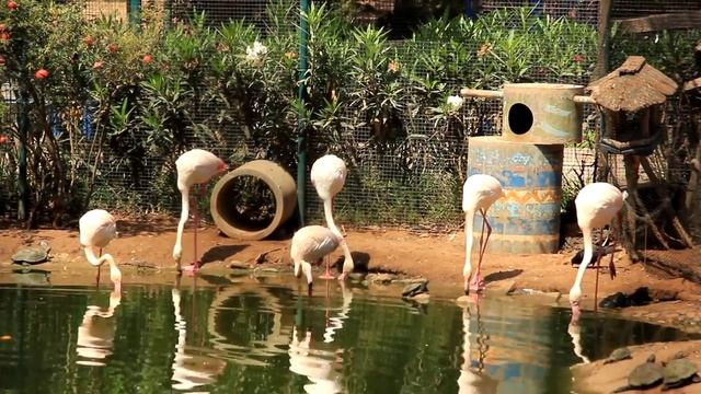 Фламинго в долине птиц Агадира (Морокко) смотреть онлайн