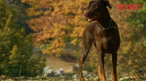 DOBERMAN | Tamil | PET NEXT | Doberman pinscher | Doberman - dog Review