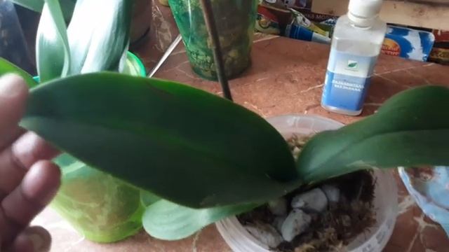 Как быстро вернуть Тургор листьям Орхидеи! смотреть онлайн