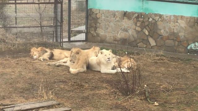 В трёх зимних вольерах! Тайган Lions in Crimea смотреть онлайн