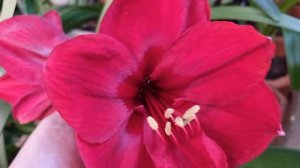 Benfica  - домашнее цветение