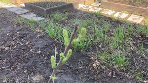 Чекалкин орех. 27 апреля 2023 года. Самарская область