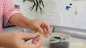 Микро - пересадка)) хойя хешкелиана вар...