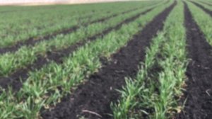 Овсинский. Боронование в третий раз за весну.