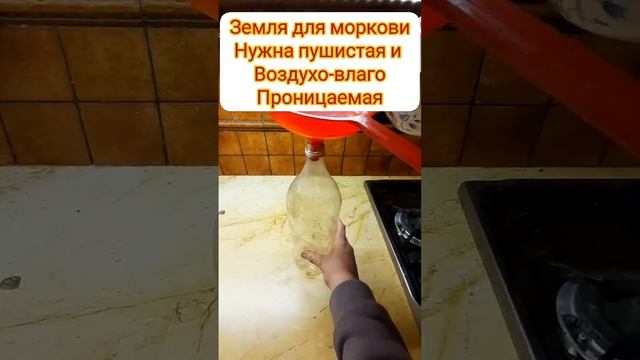 морковь будет крупная и ровная