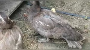 Две курочки в одном гнезде... что делать? Ответ птицевода Елены Коптевой