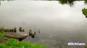LAKE walks️ОЗЕРО️️ ПРОГУЛКИ ЕЛИ СОСНЫ