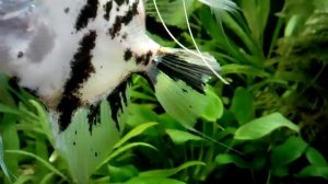 Скалярия кои