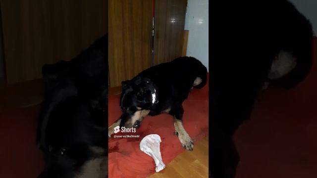 грызлики #босерон_питбуль #собаки #МэниГуля