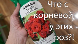 Повторный обзор роз из Екатерининского питомника. Уже раскрываю корневую.