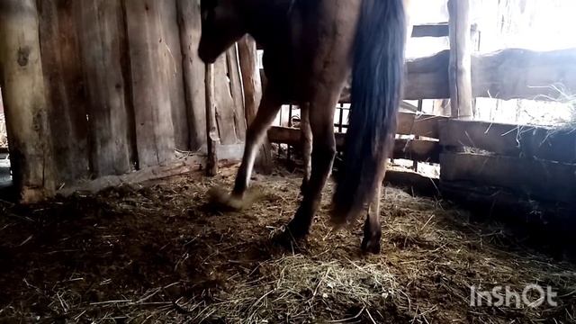 искривление передней конечности у лошади, причины.