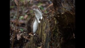 Рассказ о лесной куницы где она живёт,чем питается.