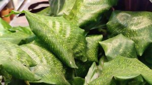 14 СОРТОВ КАЛАТЕИ В ГОЛЛАНДИИ!КАКОЙ СОРТ РЕЛАКС? Чудо листья бархатные,черные,графические,с розовым