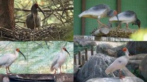 КРАСНОНОГИЙ ИБИС - Птица спасённая Китаем