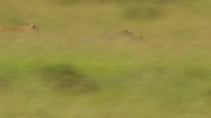 Let's Explore the Animal Planet: Lions vs Warthog | Warthog Fight Lion To Save Another Warthog