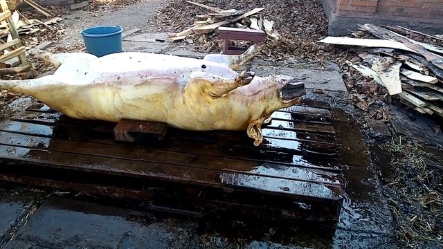 Забой свиньи, режим свинью.