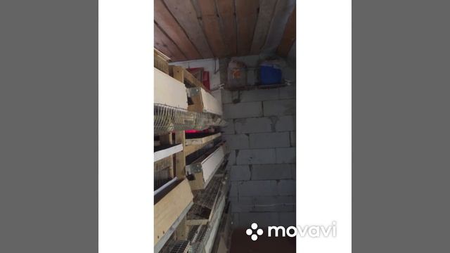 Мой перепелятник.  Разведение перепелов в домашних условиях